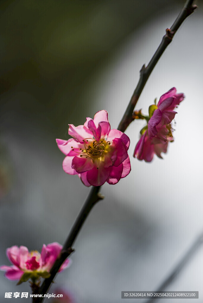 梅花