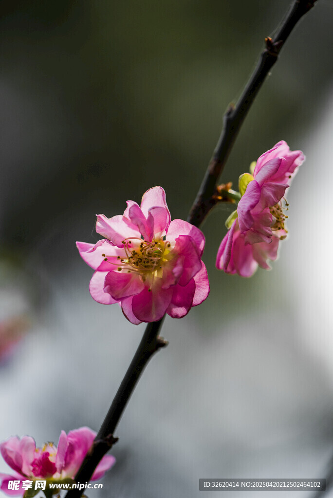梅花