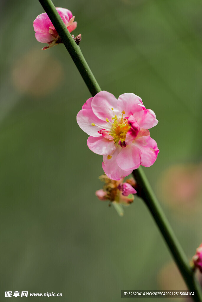 梅花