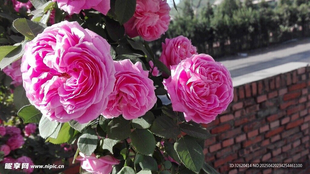 月季花
