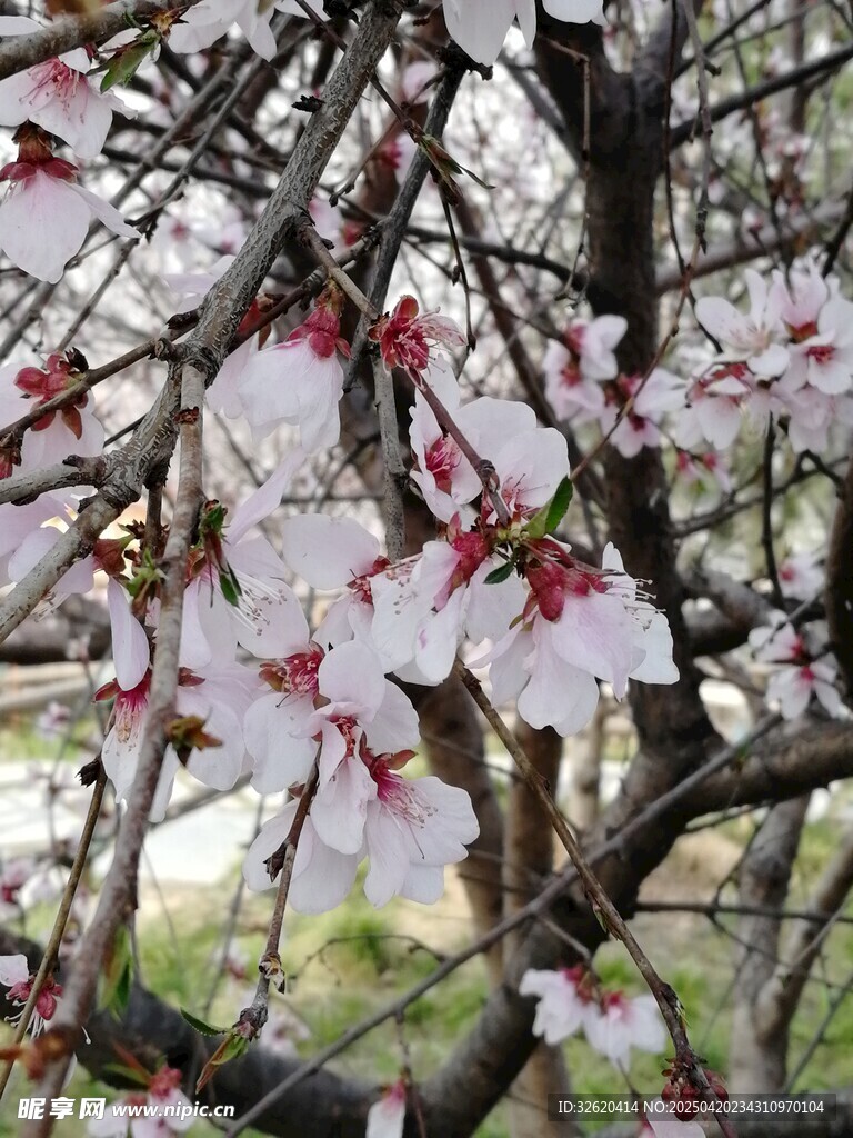 杏花