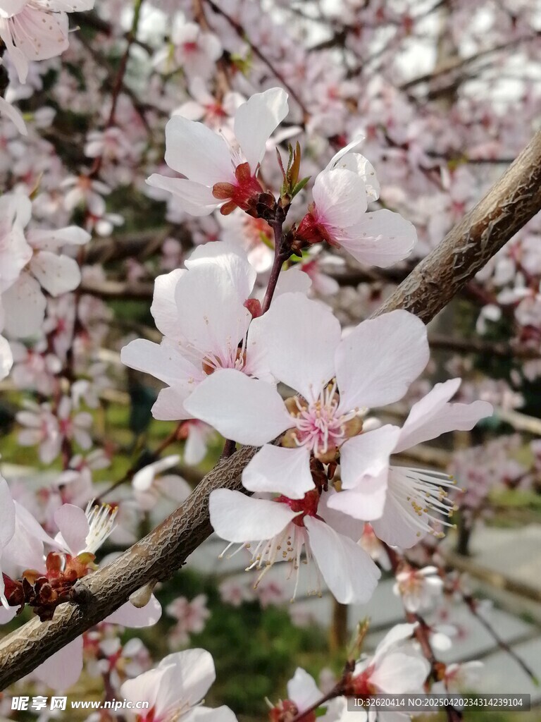 桃花