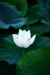 洁白荷花绽放于绿叶间