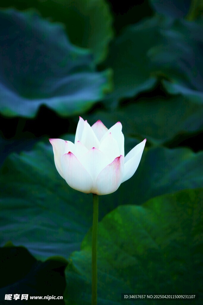 洁白荷花绽放于绿叶间