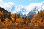 秋日山林间的壮丽雪山景色