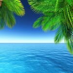 热带海景下的棕榈树风光