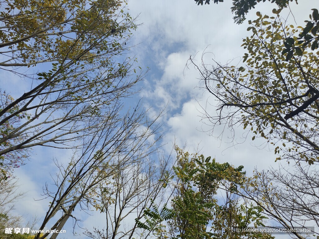 树木里天空云彩