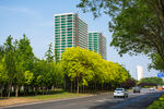 城市林荫大道与高楼景观