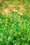 夏至草