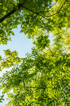 夏日绿荫下的清新树叶