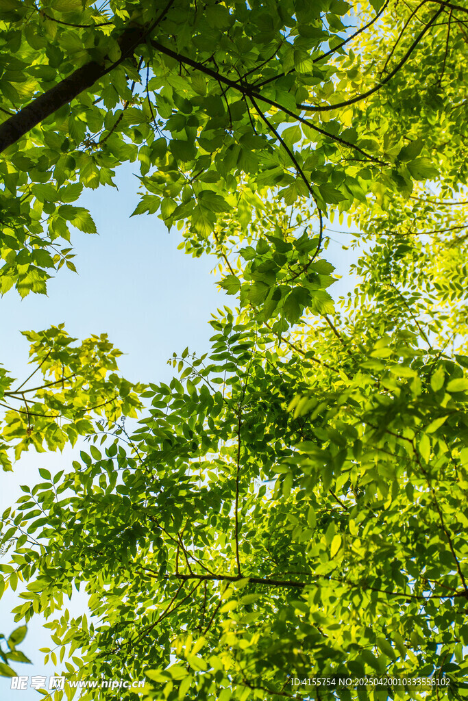 夏日绿荫下的清新树叶