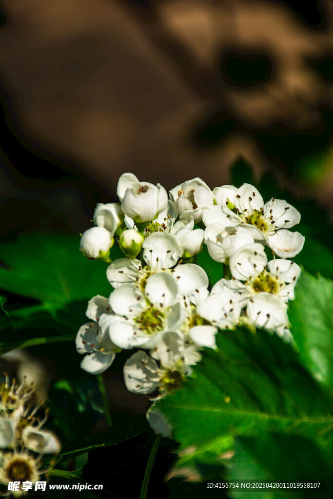 山楂花