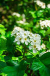 山楂花