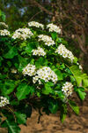 白色山楂花