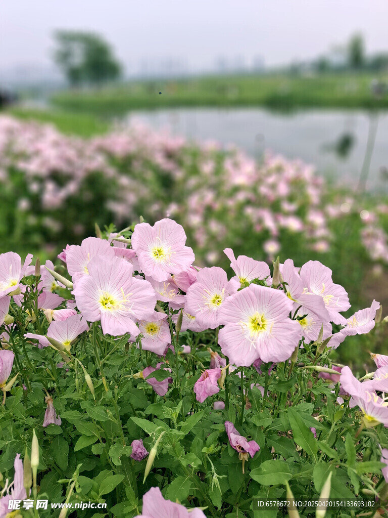 美丽月见草