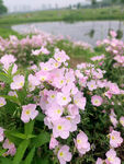 月见草花