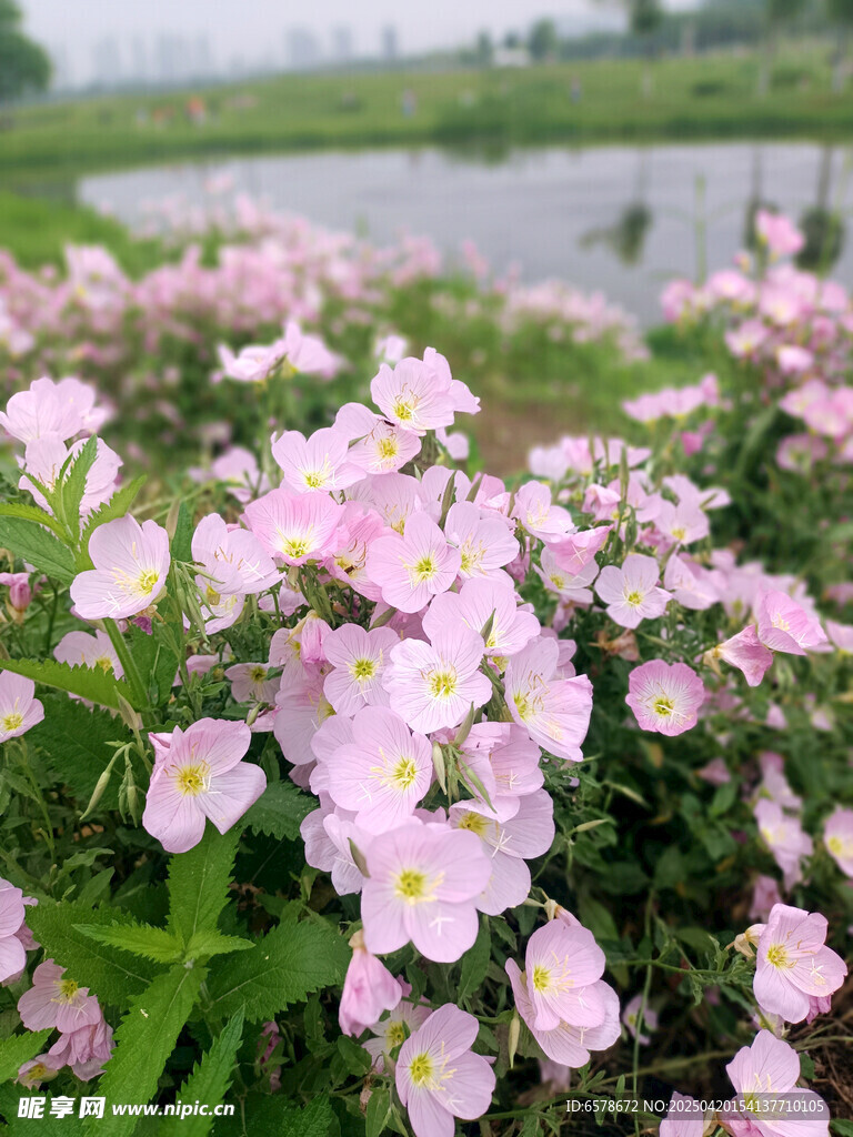 月见草花