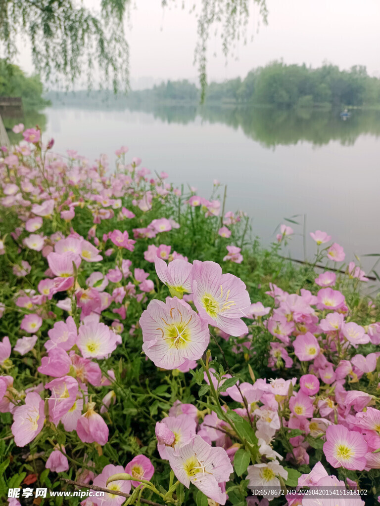 月见草