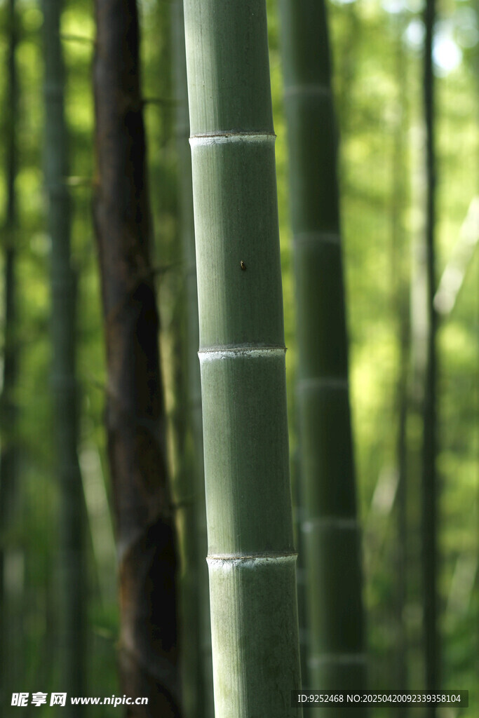南竹