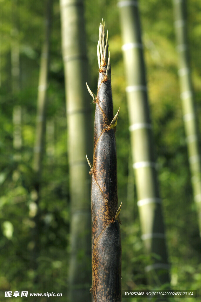 笋尖 