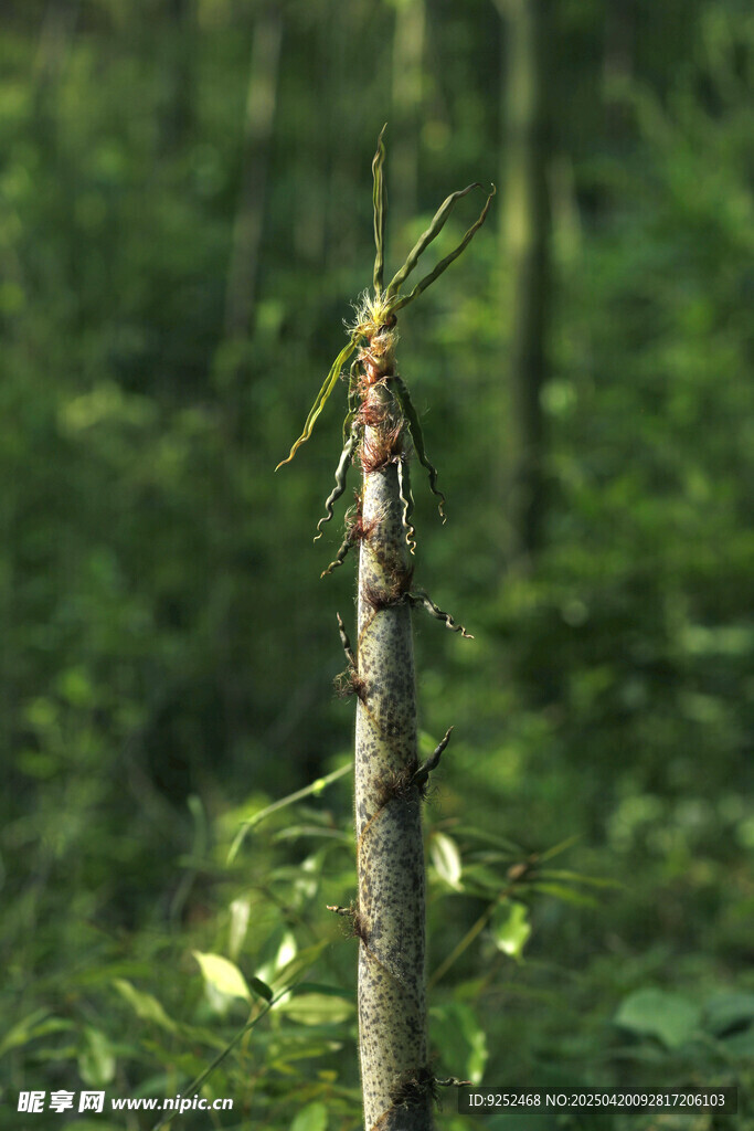 笋尖 