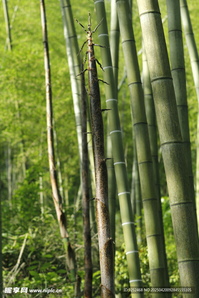 竹林 
