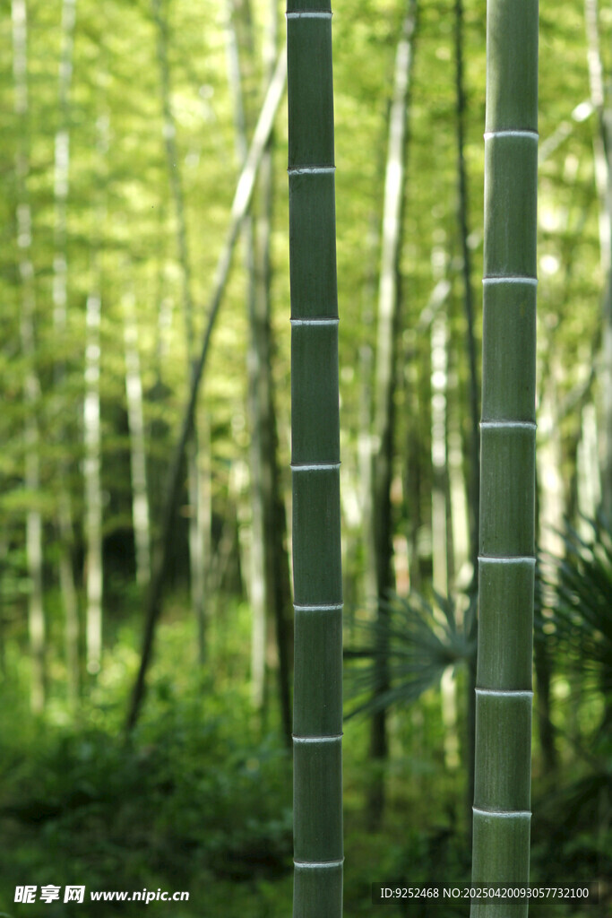 竹林 