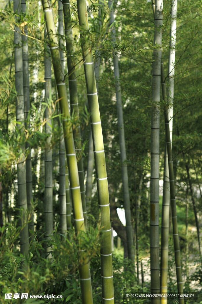 竹林 
