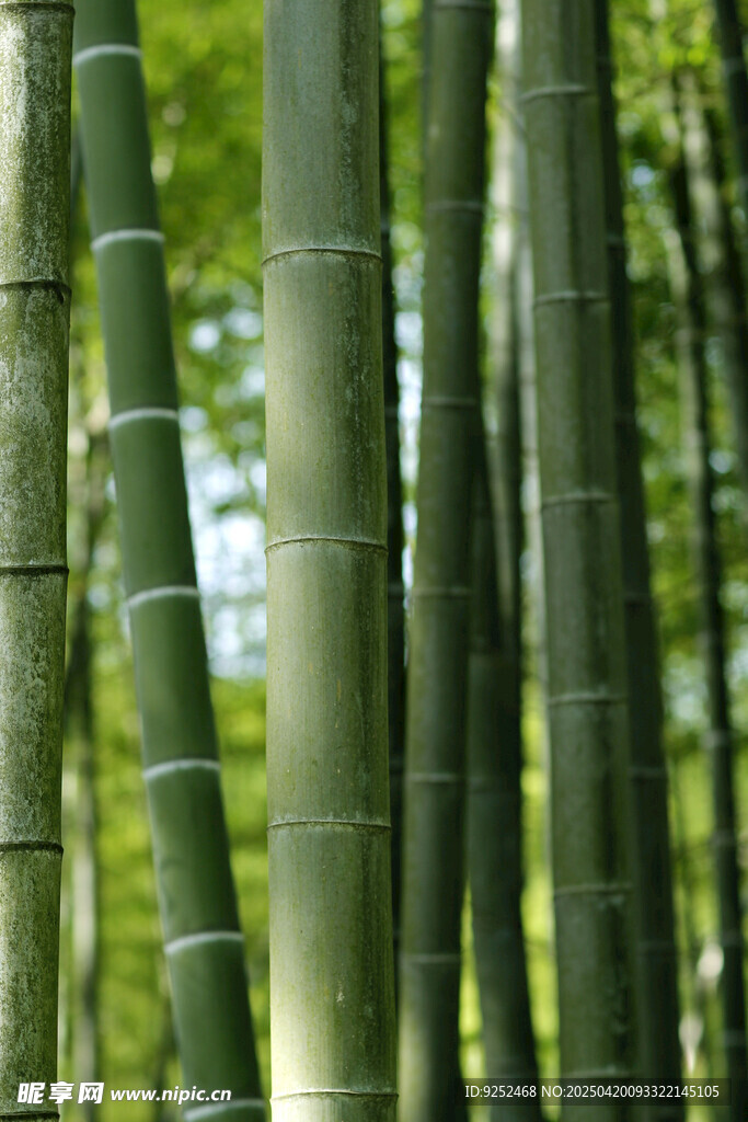 楠竹 