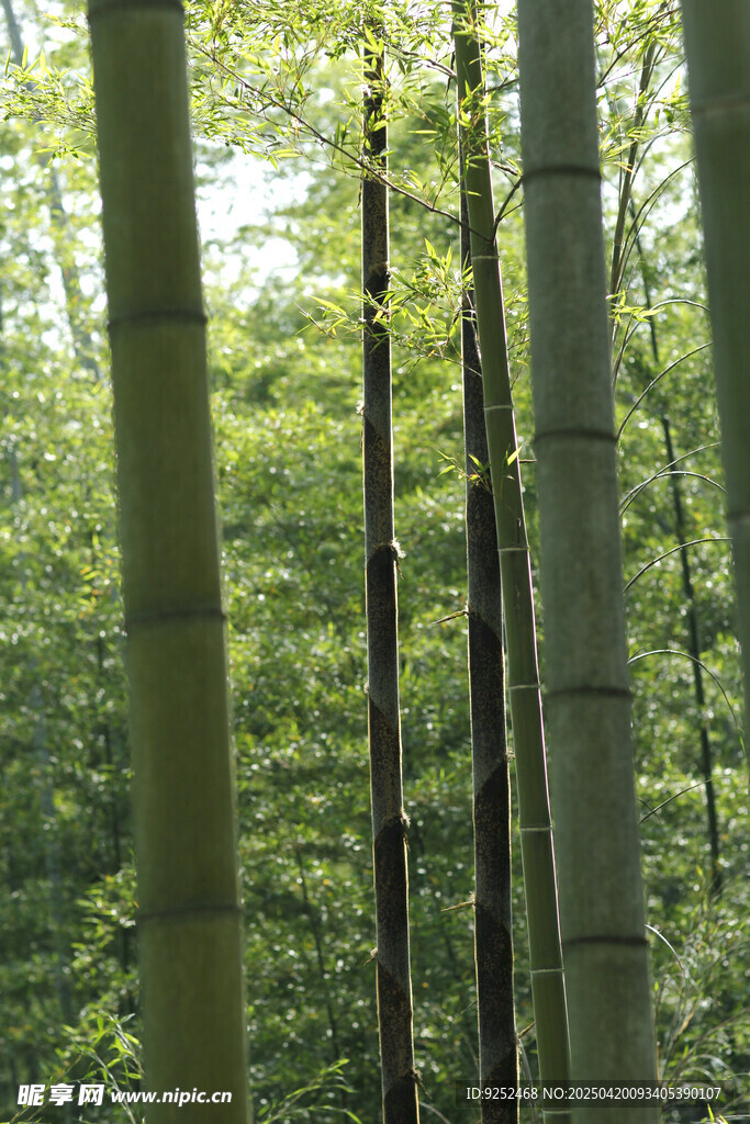竹林 