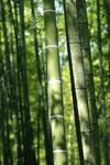 楠竹林 
