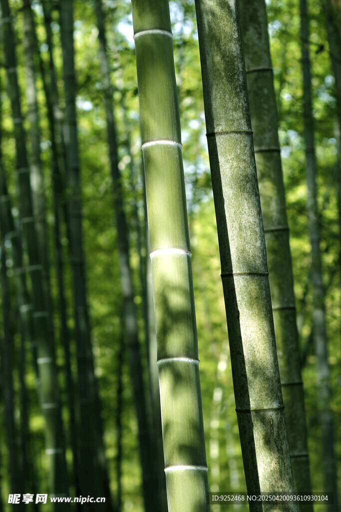 楠竹林 