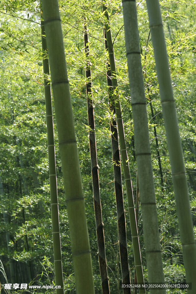 楠竹林 