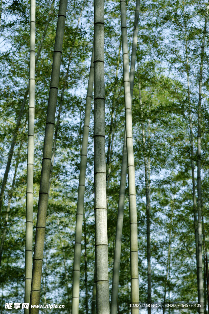 竹林 
