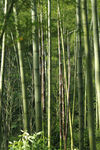 竹林 