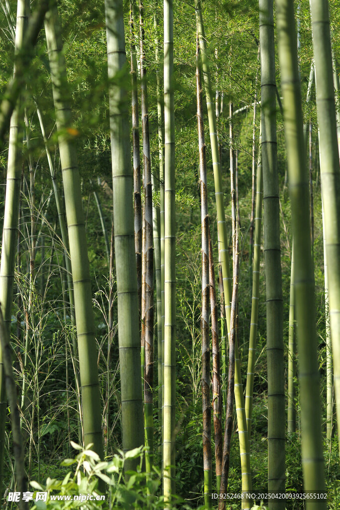 竹林 