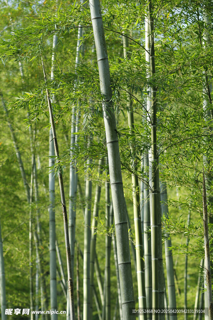 竹林 