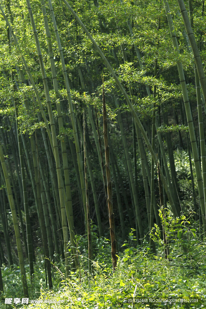 楠竹