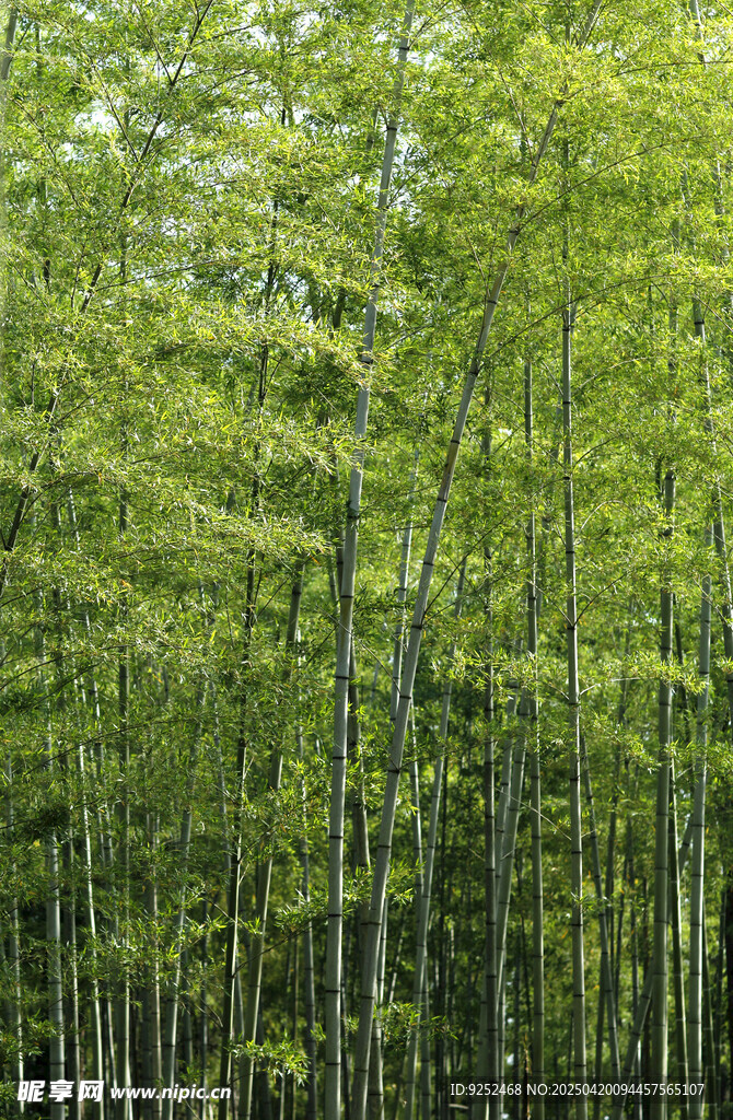 楠竹 
