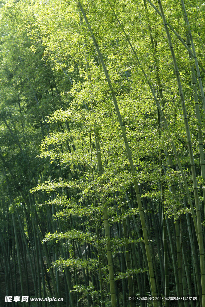 翠竹 