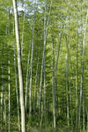 楠竹林 