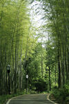 林间小路