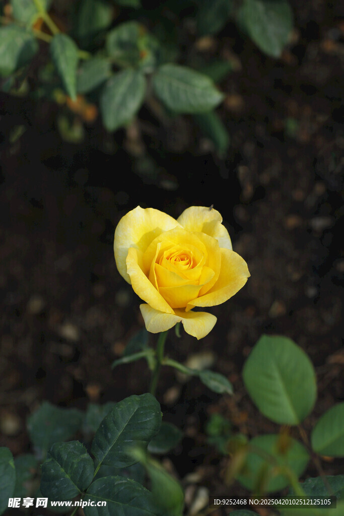 黄玫瑰 