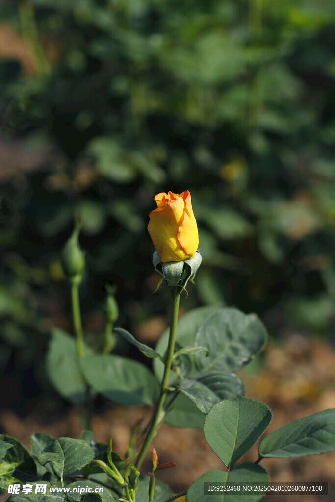  黄玫瑰