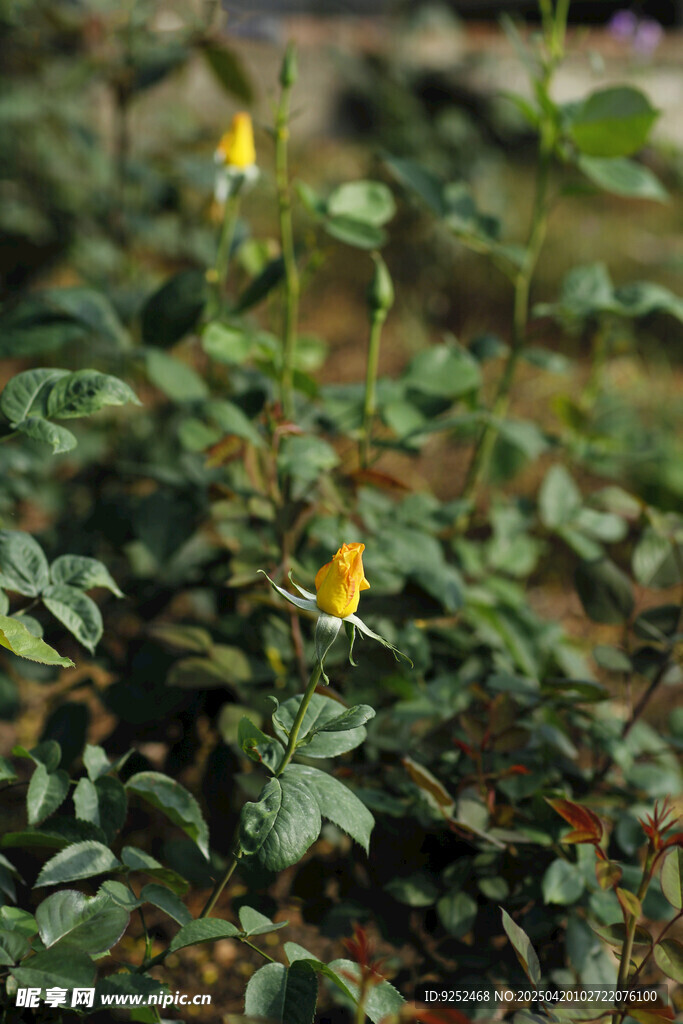 黄玫瑰花 