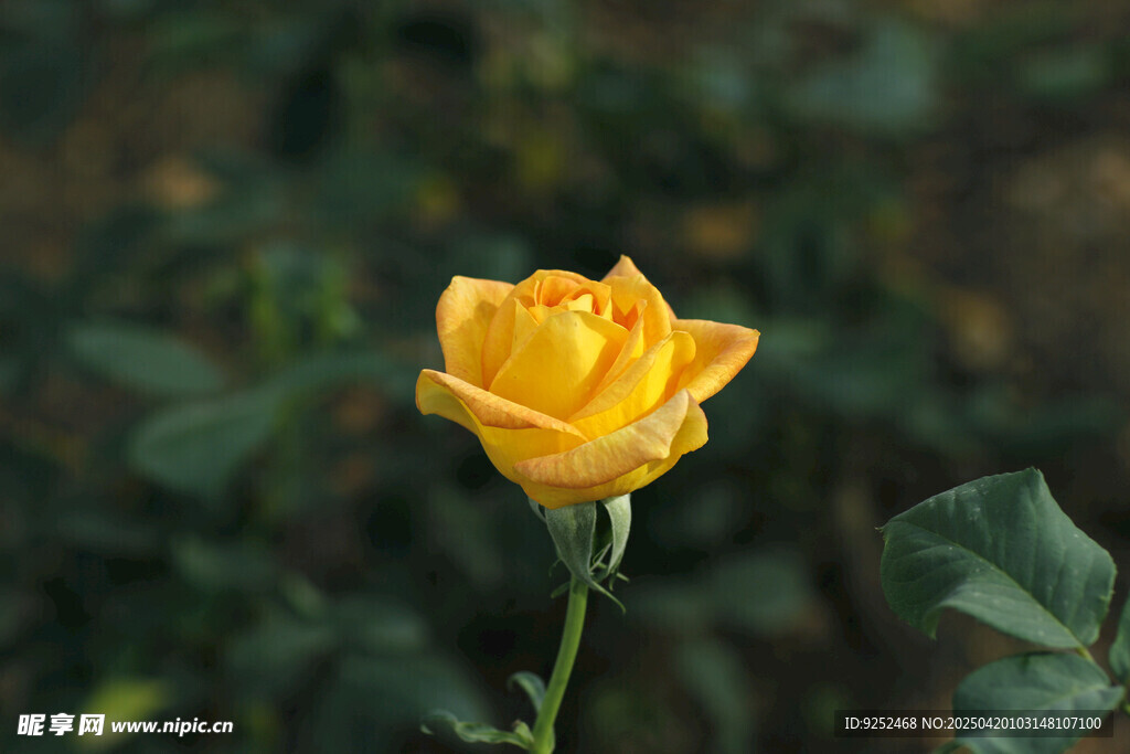 玫瑰花 