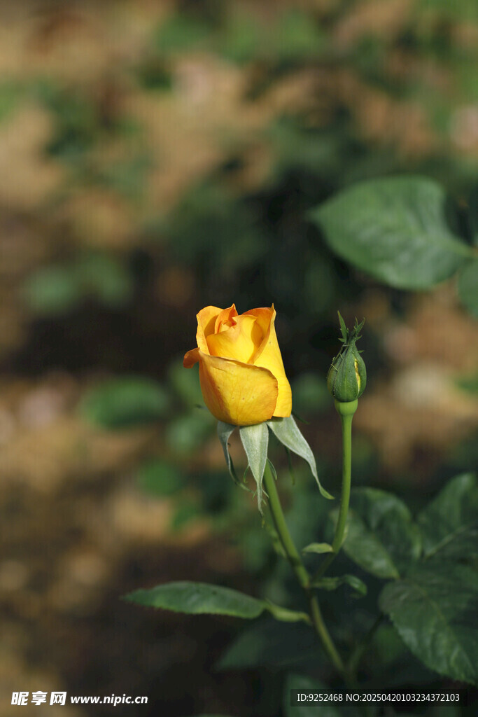 玫瑰花 