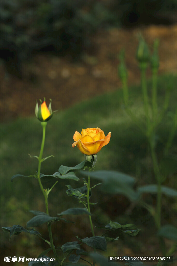 黄玫瑰