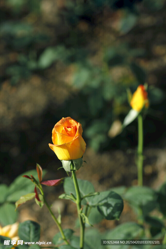  黄玫瑰