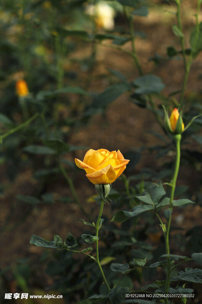 玫瑰花 